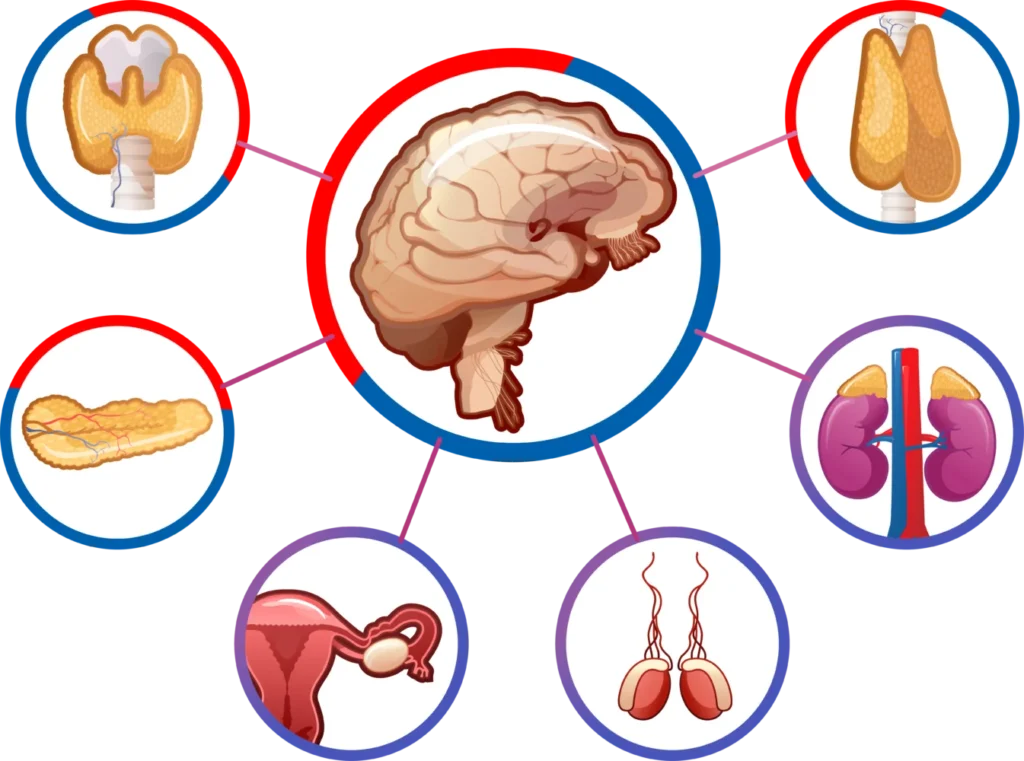 Understanding The Endocrine System